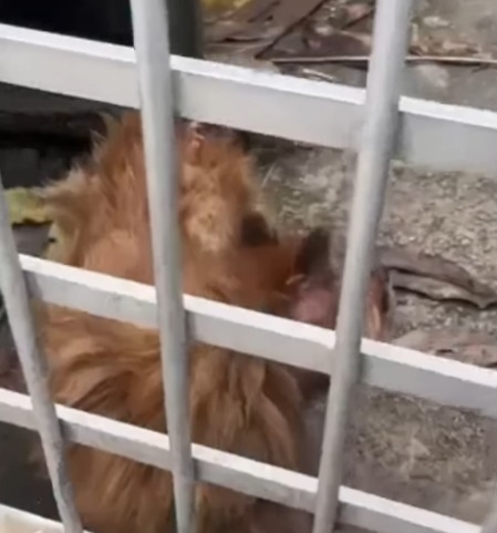 ABANDONO CHOCA MORADORES DO TABOÃO: UM CACHORRO É ENCONTRADO MORTO E OUTRO LUTA PARA SOBREVIVER