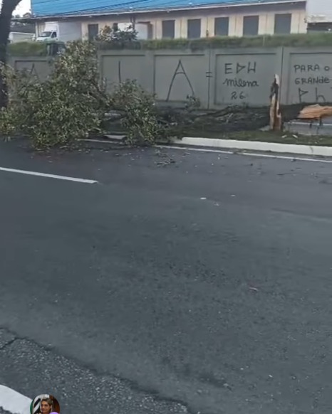ALERTA DE TRÂNSITO: ÁRVORE CAI APÓS CARRO BATER NA AVENIDA DR. JOSÉ FORNARI, EM SÃO BERNARDO