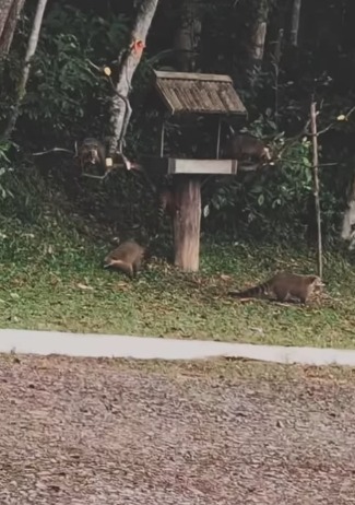 QUATIS FAZEM VISITA AO PARQUE ESTORIL EM SÃO BERNARDO