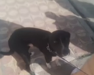CACHORRO QUE FICOU EM CASA INCENDIADA NO BAIRRO PLANALTO GANHA LAR TEMPORÁRIO COM AJUDA DE VIZINHA