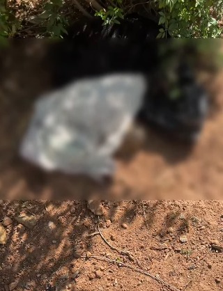 CACHORRO MORTO É DESCARTADO EM PRAÇA DE SANTO ANDRÉ E REVOLTA MORADORES
