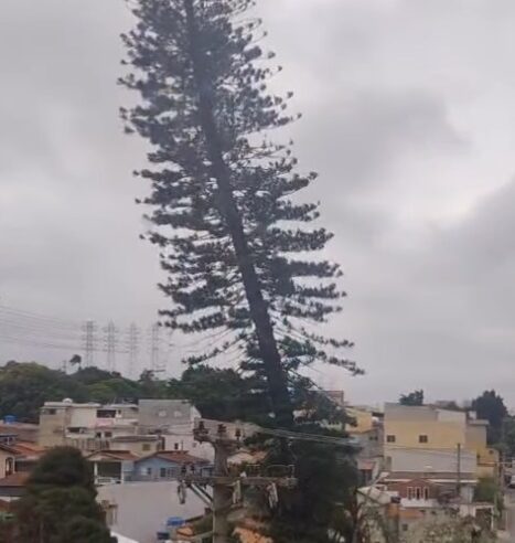 LEITOR REGISTRA VENTANIA E ALERTA PARA RISCO DE QUEDA DE PINHEIRO EM SANTO ANDRÉ