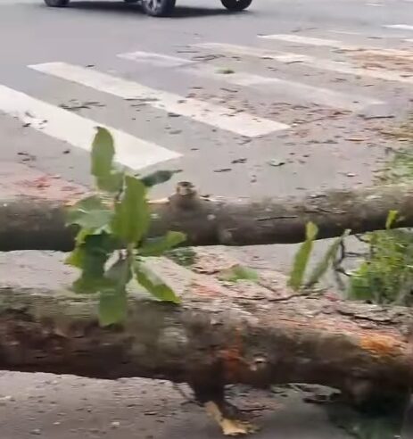 VENTANIA DERRUBA ÁRVORE DE GRANDE PORTE EM FRENTE À FARMÁCIA COOP