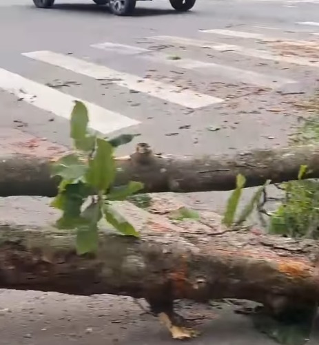 VENTANIA DERRUBA ÁRVORE DE GRANDE PORTE EM FRENTE À FARMÁCIA COOP