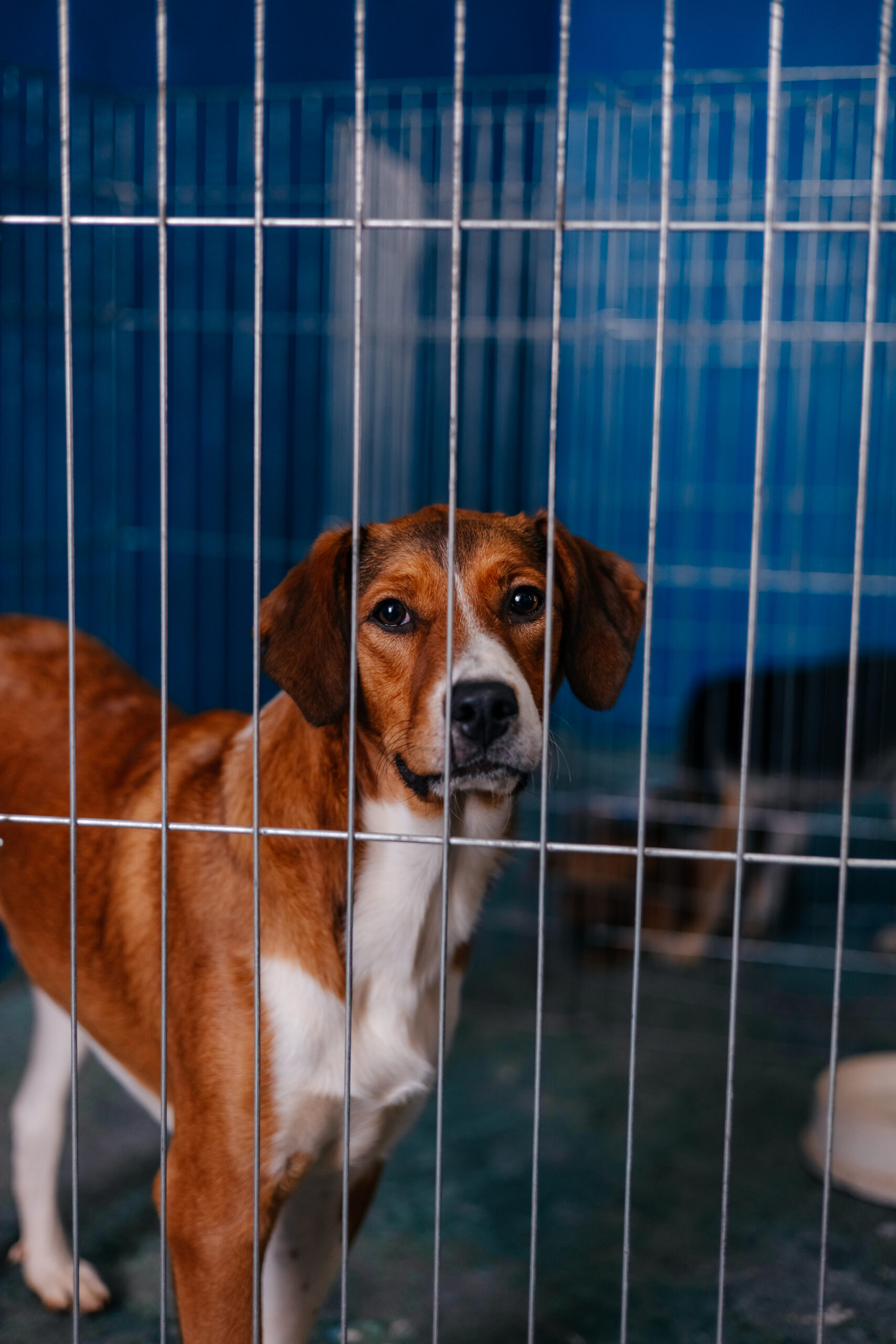 FEIRA DE PETS NO CCZ DE SÃO BERNARDO INCENTIVA ADOÇÃO NESTE SÁBADO