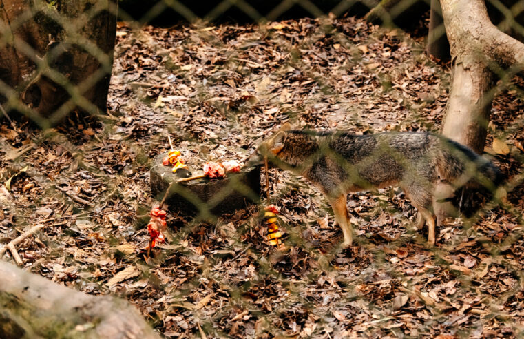 ZOO DE SÃO BERNARDO PROMOVE TRABALHO DE ENRIQUECIMENTO AMBIENTAL PARA GARANTIR BEM-ESTAR PSICOLÓGICO AOS ANIMAIS