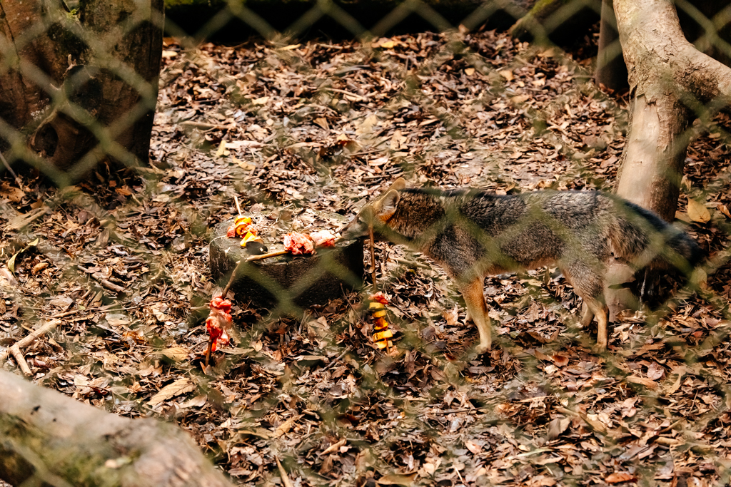 ZOO DE SÃO BERNARDO PROMOVE TRABALHO DE ENRIQUECIMENTO AMBIENTAL PARA GARANTIR BEM-ESTAR PSICOLÓGICO AOS ANIMAIS