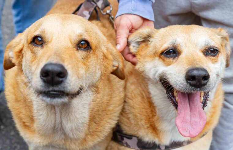 CAMPANHA DE CASTRAÇÃO DE CÃES E GATOS ESTARÁ NA PRAÇA DA MOÇA EM DIADEMA A PARTIR DESTA QUARTA-FEIRA