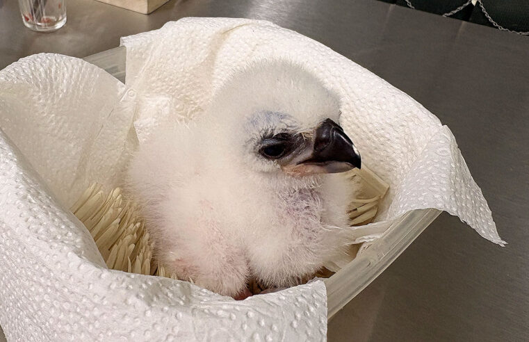 FILHOTE DE HARPIA NASCE “DE CESÁREA” NO ZOO SÃO PAULO