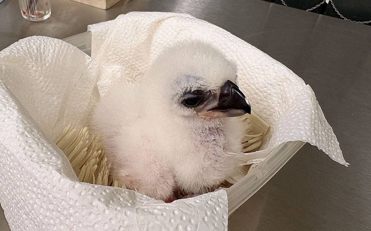 FILHOTE DE HARPIA NASCE “DE CESÁREA” NO ZOO SÃO PAULO