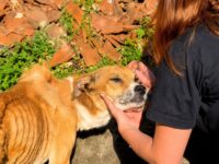 GCM RESGATA CACHORRA VÍTIMA DE MAUS-TRATOS E PRENDE TUTORA NO RUDGE RAMOS