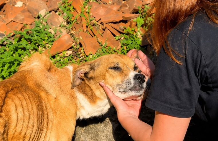 GCM RESGATA CACHORRA VÍTIMA DE MAUS-TRATOS E PRENDE TUTORA NO RUDGE RAMOS