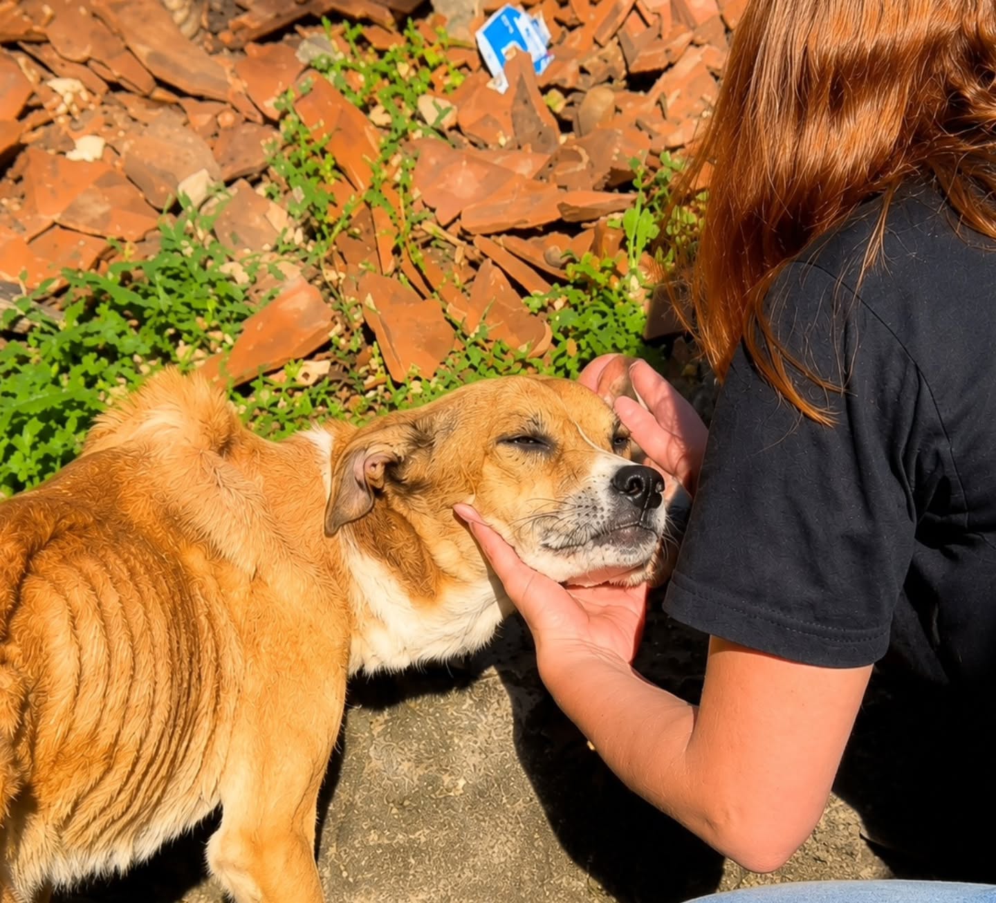 GCM RESGATA CACHORRA VÍTIMA DE MAUS-TRATOS E PRENDE TUTORA NO RUDGE RAMOS