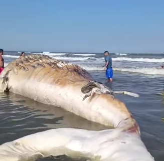BALEIA-JUBARTE É ENCONTRADA NA ORLA DA PRAIA DO JARDIM REAL, EM PRAIA GRANDE