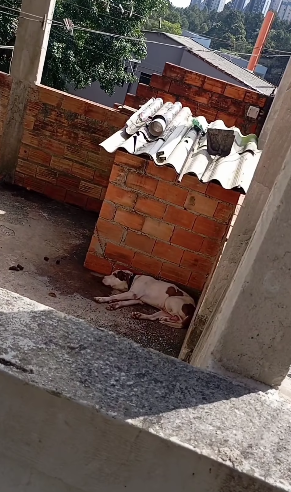 PITBULL É RESGATADO APÓS FICAR ACORRENTADO POR DIAS EM SÃO BERNARDO