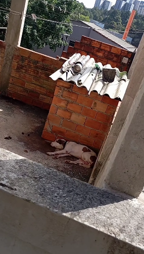 PITBULL É RESGATADO APÓS FICAR ACORRENTADO POR DIAS EM SÃO BERNARDO
