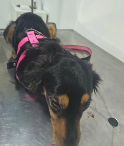 CACHORRINHA É ATROPELADA NA VIA ANCHIETA, RECEBE SOCORRO E BUSCA POR TUTOR