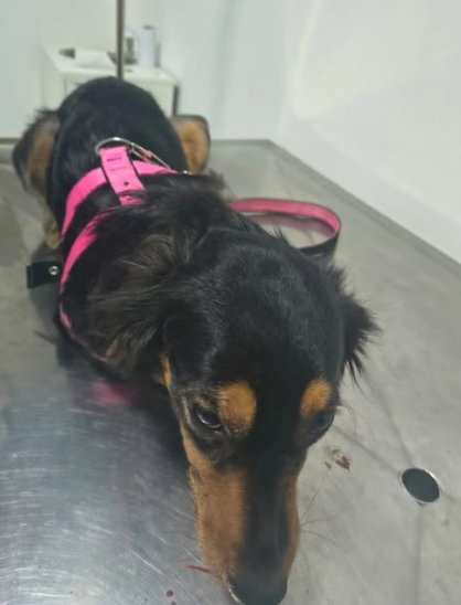 CACHORRINHA É ATROPELADA NA VIA ANCHIETA, RECEBE SOCORRO E BUSCA POR TUTOR