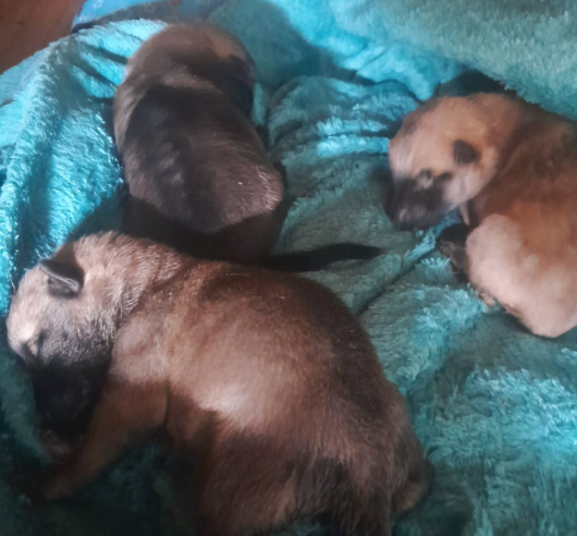 CACHORRA E CINCO FILHOTES MORREM EM ÁREA DE MATO NO ALVARENGA; TRÊS SÃO RESGATADOS COM VIDA