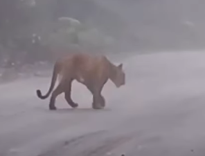 FAKE: VÍDEO DE ONÇA-PARDA NÃO FOI GRAVADO EM SÃO BERNARDO; IMAGENS SÃO DE 2025, EM PARAIBUNA