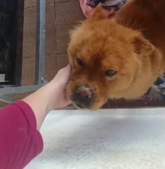 CACHORRA É ENCONTRADA PERDIDA E QUASE É ATROPELADA NO MONTANHÃO; FAMÍLIA PROCURA TUTOR