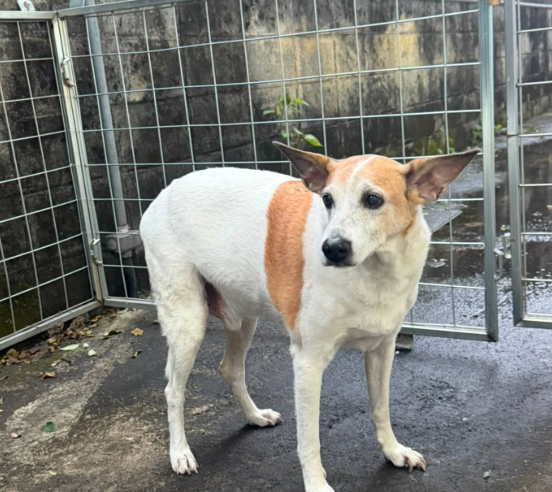 PROCURA-SE O TUTOR: CACHORRINHO IDOSO É ENCONTRADO PERDIDO NA AVENIDA KENNEDY