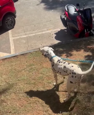 CÃO É ABANDONADO NO ESTACIONAMENTO DO BAETÃO