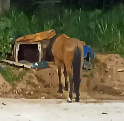 MORADOR REGISTRA CAVALO SOLTO NA ESTRADA DOS ALVARENGA