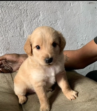 “GOLDENZINHO DA SHOPEE”: CASAL DE SÃO BERNARDO FAZ SUCESSO NO TIKTOK COM HISTÓRIA DE PET