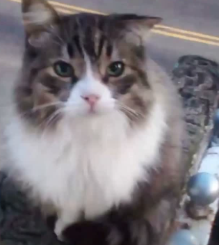 FAMÍLIA PROCURA GATA LEVADA EM FRENTE A RESIDÊNCIA NO FERRAZÓPOLIS; CRIANÇA AUTISTA É APEGADA AO ANIMAL
