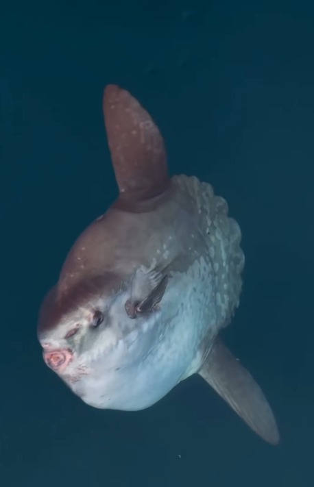 PEIXE-LUA, CONSIDERADO O MAIOR PEIXE ÓSSEO DO MUNDO, É AVISTADO EM ILHABELA