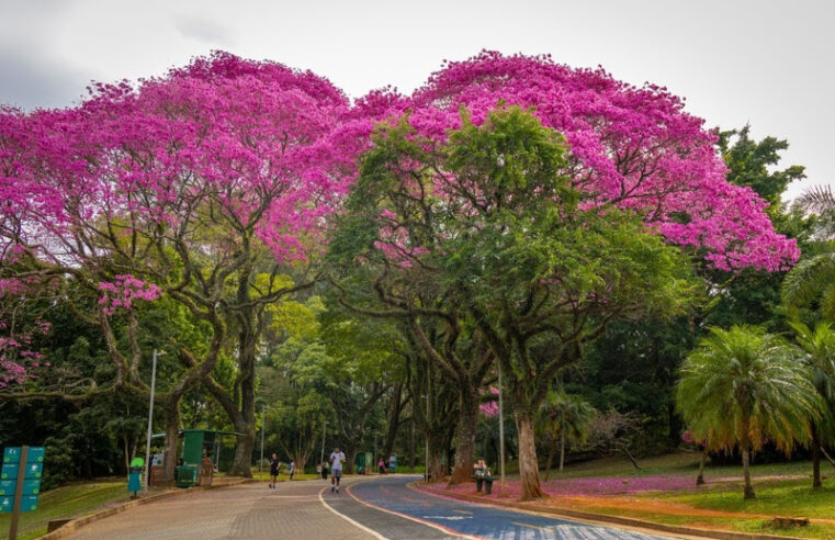 PARQUE IBIRAPUERA CELEBRA 72 ANOS COM OFICINAS GRATUITAS DE ARTE BOTÂNICA, CIRCUITOS AMBIENTAIS E ESPAÇO DE LEITURA