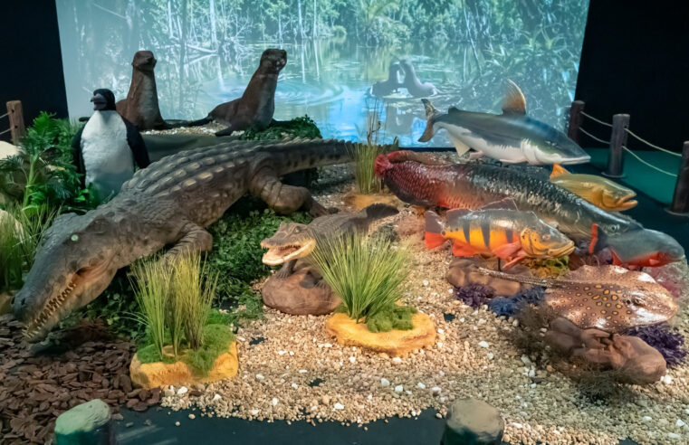 ÚLTIMOS DIAS: EXPOSIÇÃO “REINO VIVO” FICA NO SHOPPING METRÓPOLE ATÉ 30 DE AGOSTO