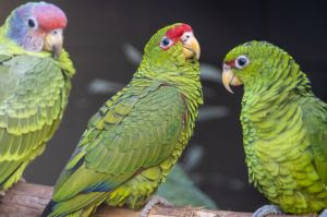DO RESGATE À CONSERVAÇÃO: PAPAGAIOS VÍTIMAS DO TRÁFICO GANHAM NOVO ESPAÇO NO ZOO SP
