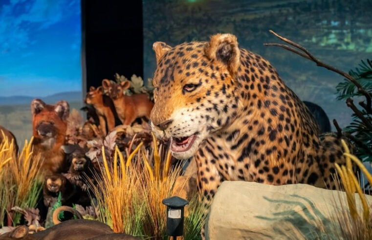 EXPOSIÇÃO REINO VIVO, NO SHOPPING METRÓPOLE,TEM 50% DE DESCONTO NOS INGRESSOS