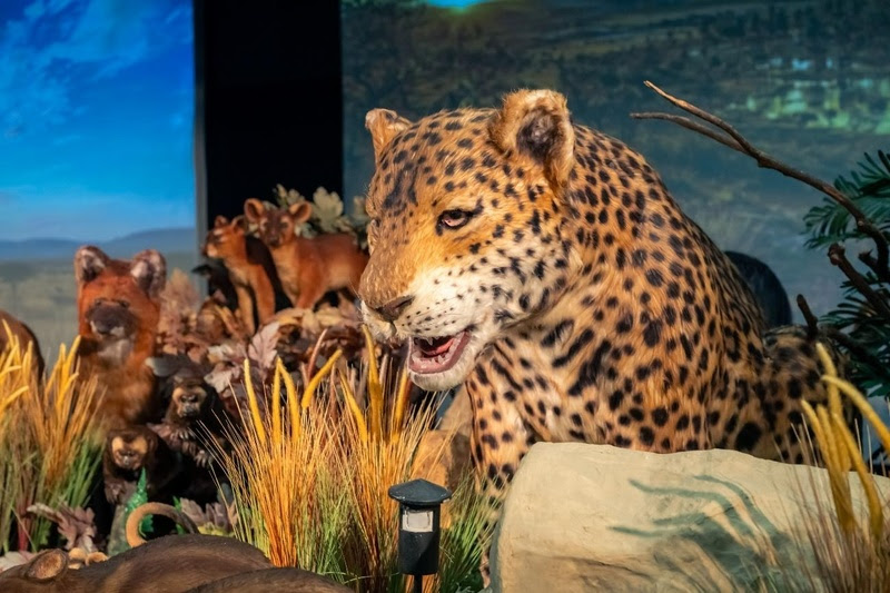 EXPOSIÇÃO REINO VIVO, NO SHOPPING METRÓPOLE,TEM 50% DE DESCONTO NOS INGRESSOS