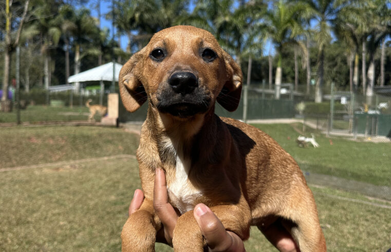 MORUMBISHOPPING PROMOVE EVENTO DE ADOÇÃO DE CÃES E GATOS COM INSTITUTO CARAMELO