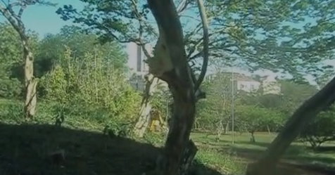 MORADORES RECLAMAM DE CORTE DE ÁRVORES E GRAVAM VÍDEO NO PARQUE CENTRAL DE SANTO ANDRÉ; PREFEITURA ALEGA MANEJO TÉCNICO