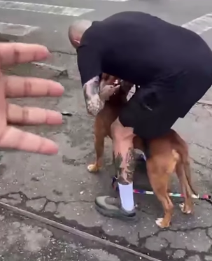 PIT BULL É ENCONTRADO APARENTEMENTE ABANDONADO E SEM IDENTIFICAÇÃO NA PRESTES MAIA, EM SÃO BERNARDO