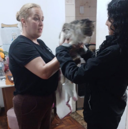FINAL FELIZ: GATA É DEVOLVIDA À FAMÍLIA NO FERRAZÓPOLIS APÓS MULHER ACREDITAR QUE ELA ESTAVA ABANDONADA
