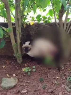 GATINHO É RESGATADO GRAVEMENTE FERIDO E CASO LEVANTA SUSPEITA DE MAUS-TRATOS EM SÃO BERNARDO