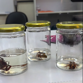 SECRETÁRIO DE SAÚDE DE SÃO BERNARDO TIRA DÚVIDAS SOBRE ESCORPIÕES, ARANHAS E COBRAS EM CASA