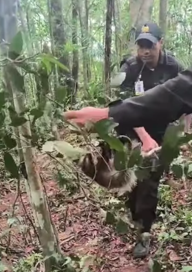 SARUÊ É RESGATADO DE ARMADILHA DE CAÇA NO PARQUE ESTADUAL DA SERRA DO MAR