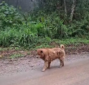 MAUS-TRATOS E DESAMPARO: CÃO ABANDONADO MOBILIZA MORADORES NO RIACHO GRANDE, EM SÃO BERNARDO