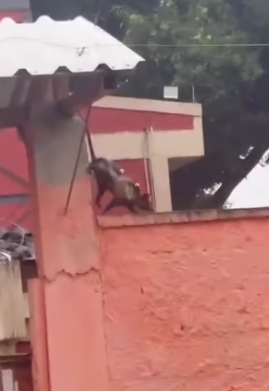 FAMÍLIA DE SARUÊS É FLAGRADA EM MURO DE ESCOLA ESTADUAL EM SÃO BERNARDO