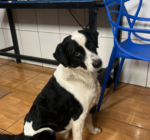 ALGUÉM CONHECE? CACHORRO É ENCONTRADO NA CASTELO BRANCO, EM SÃO BERNARDO