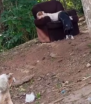 TRÊS CADELAS ABANDONADAS NO PARQUE DAS GARÇAS PRECISAM DE UM LAR