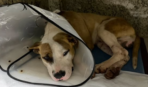 CÃO ATROPELADO NA ANCHIETA PASSA POR CIRURGIAS E AGORA PROCURA UM NOVO LAR