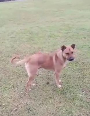 CACHORRO QUE APARECEU EM RUA DO PARQUE SELECTA TERIA ATACADO 11 PESSOAS