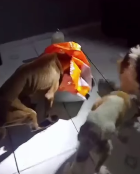GCM RESGATA TRÊS CÃES EM SITUAÇÃO DE EXTREMO MAUS-TRATOS NO JARDIM FARINA